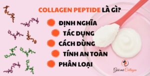 Collagen peptide là gì: Định nghĩa, tác dụng, cách dùng, tính an toàn, phân loại Tìm hiểu về collagen thuỷ phân