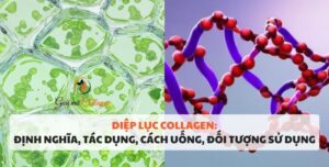 Diệp lục collagen: Định nghĩa, tác dụng, cách uống, đối tượng sử dụng Tìm hiểu về diệp lục collagen