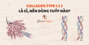 Tìm hiểu về collagen tuýp 1 2 3